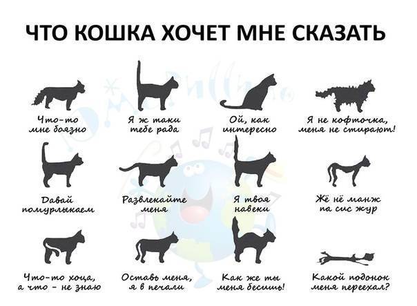 Что нужно сделать, чтобы домашняя кошка не скучала одна?