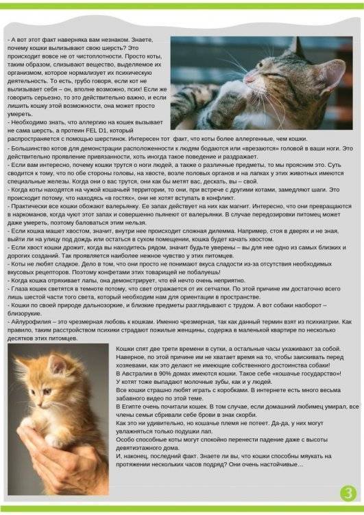 Котики останутся довольны