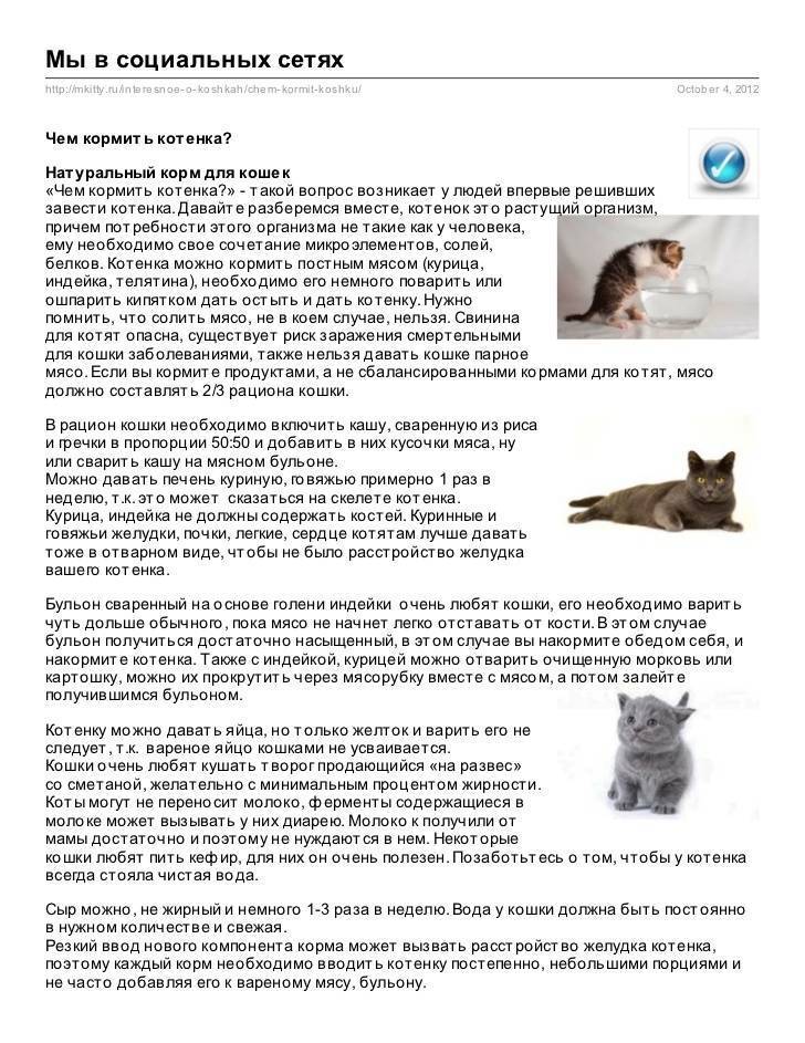 Котята, остающиеся дома на полный рабочий день