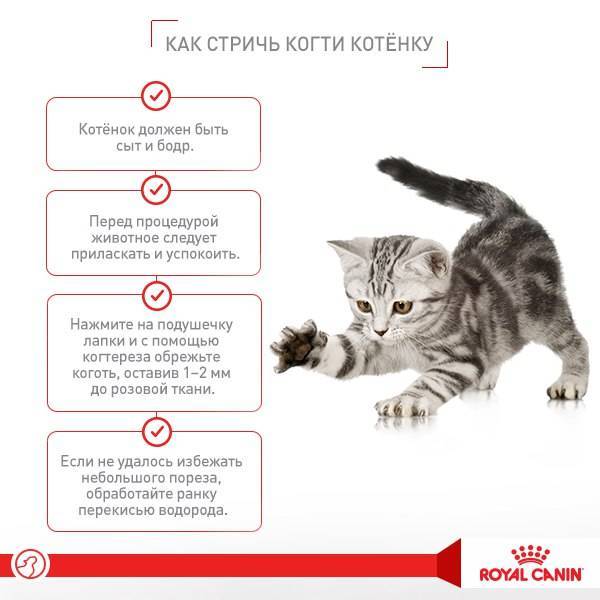 Что делать, если кошка просится на улицу?
