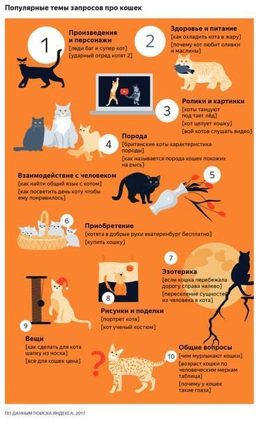 А вокруг котики, котики, котики... | страна мастеров