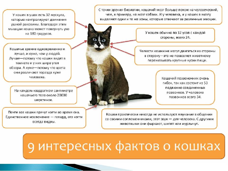 Котики останутся довольны