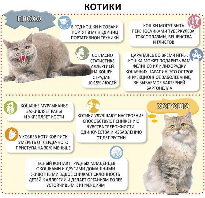 На сколько можно оставить кошку одну дома: примерные сроки, подготовка к плановому и внеплановому отъезду, кто может позаботиться о кошке