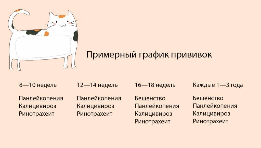 Кошка орет просится выйти на улицу