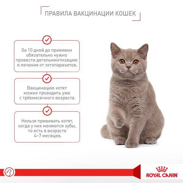 Развитие котят по неделям и месяцам. возраст котенка, этапы развития