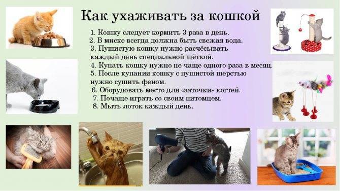 Развитие котят по неделям и месяцам. возраст котенка, этапы развития
