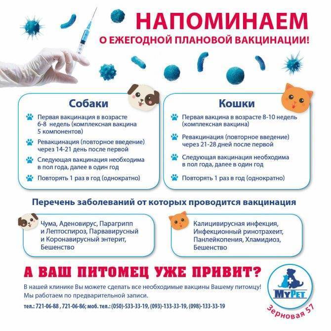 Зачем и почему кошки приходят в дом и что с этим делать
