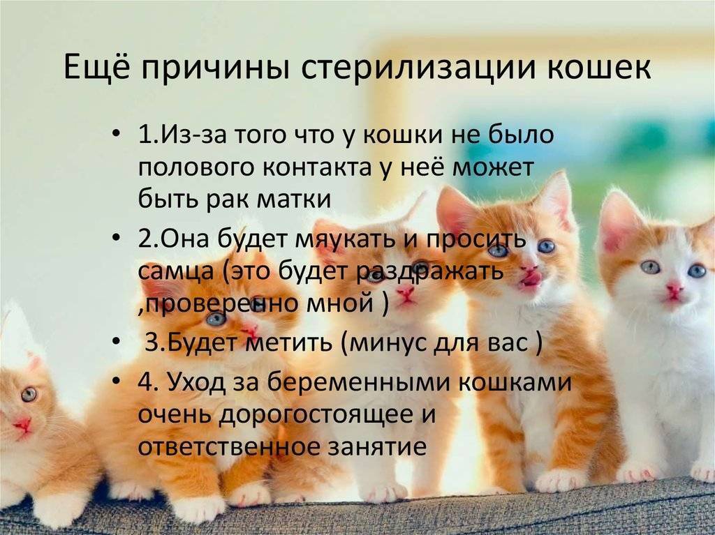 11 признаков того, что ваша кошка вас недолюбливает :: инфониак