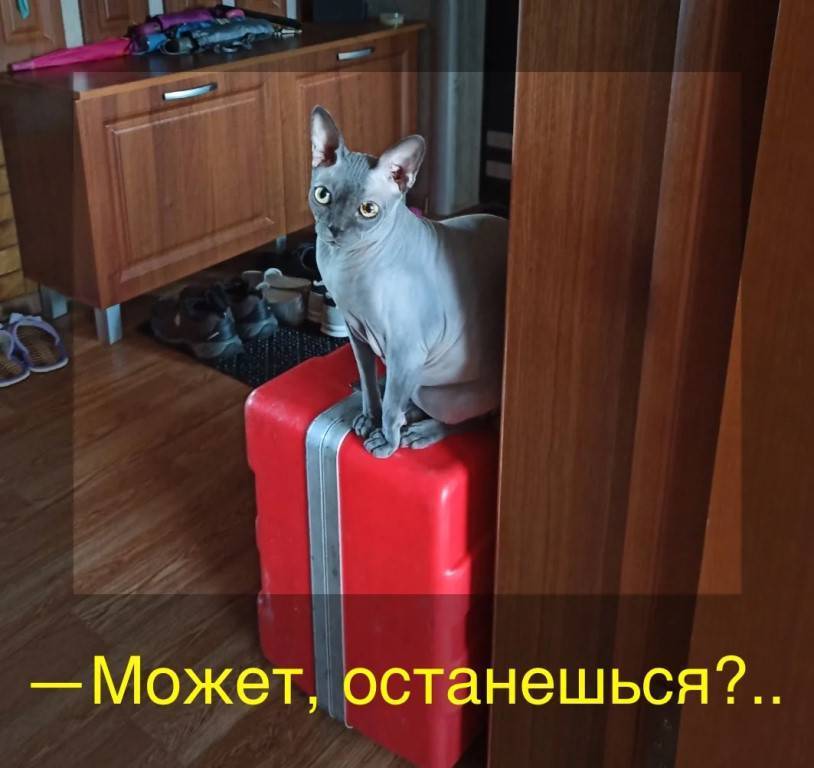 А вокруг котики, котики, котики... | страна мастеров